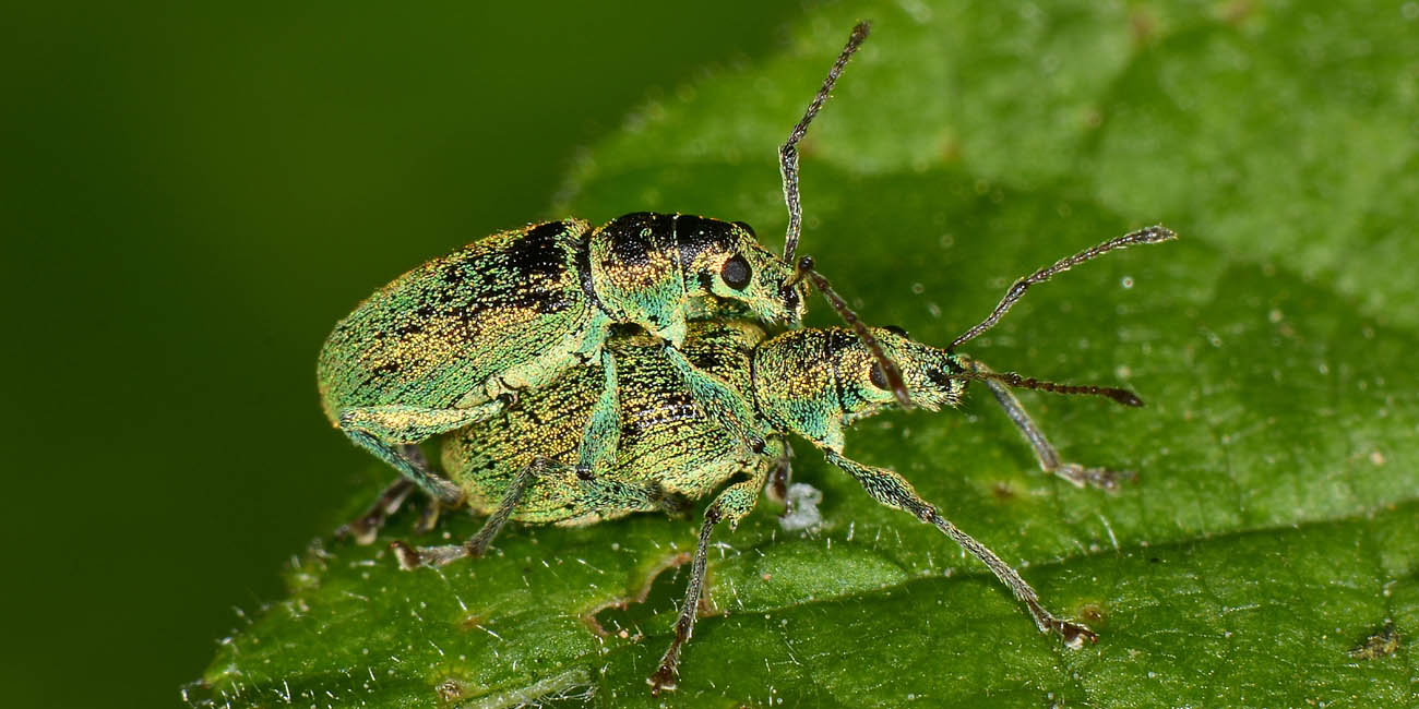 Curculionidae: Phyllobius arborator?  No, Phyllobius (Pterygorrhynchus) romanus